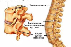 Строение позвонка Строение позвонка