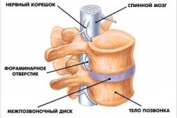 Строение позвонка Строение позвонка