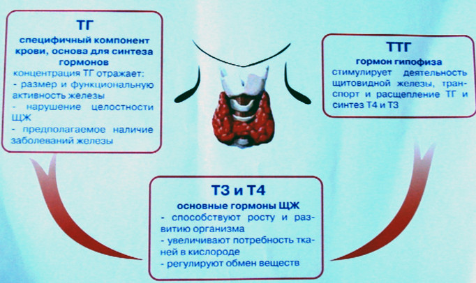 регуляция гормонов щитовики