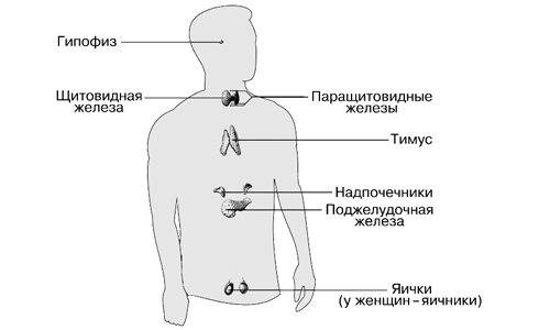 Что собой представляет система эндокринная