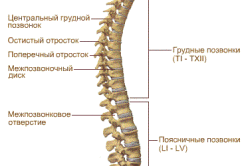 Отделы позвоночника
