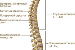 Строение позвоночника человека