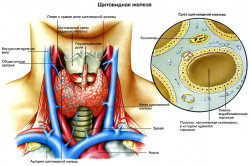 Строение щитовидной железы