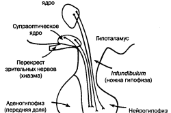 Строение гипофиза