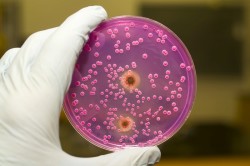 Бактериея Salmonella